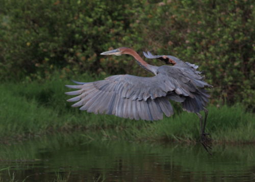 Goliath Heron