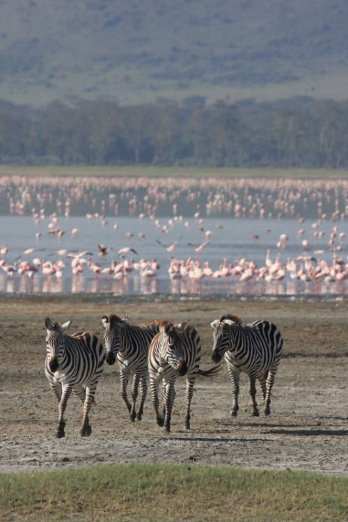 Zebra & Flamingoes