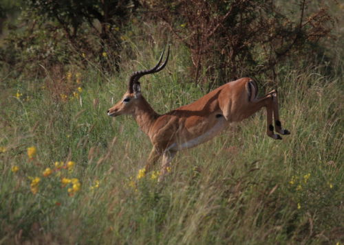 Impala