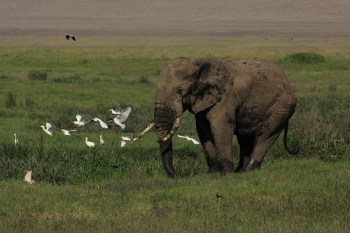 Elephant & Egrets