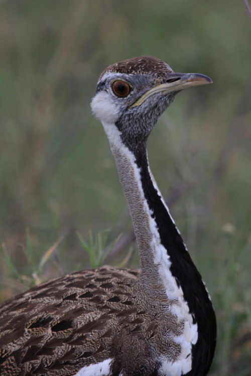 Black Bellied Bustard