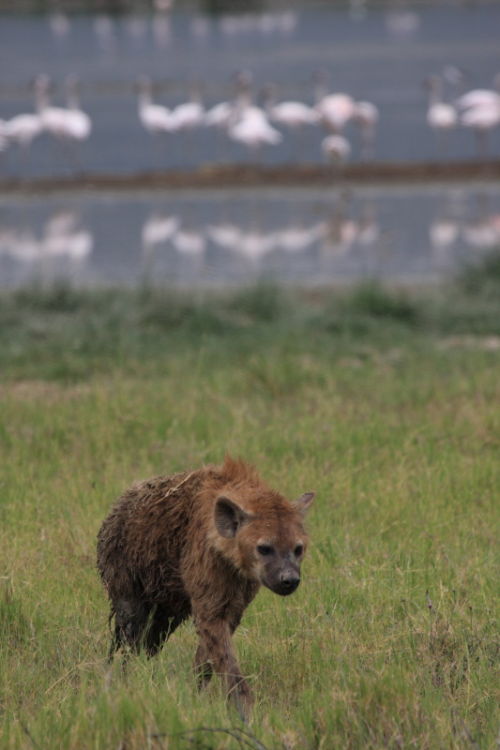 Hyena