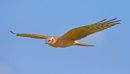 Montagu's Harrier