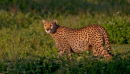 Cheetah at sunrise