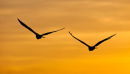 Montagu's Harriers