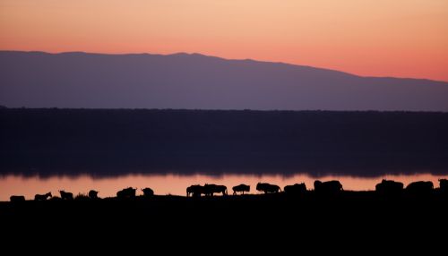 Ndutu Dawn