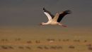 White Stork