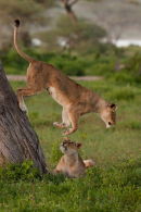 Jumping Lioness