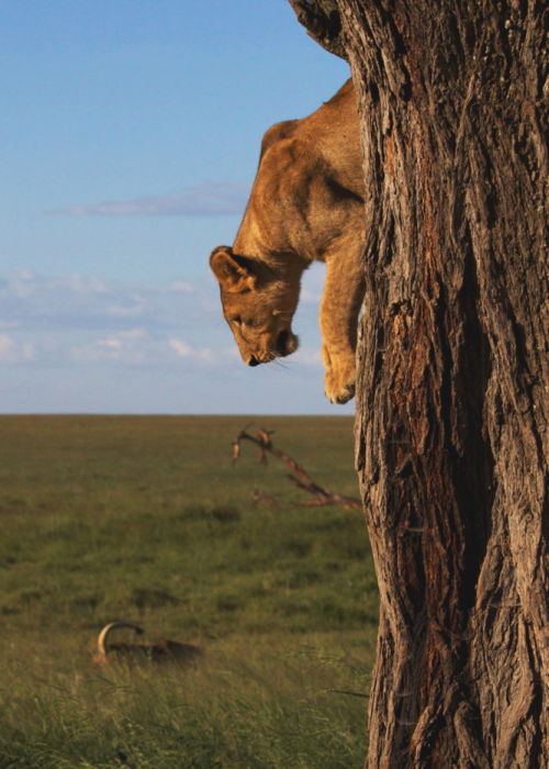 Lioness