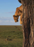 Lioness