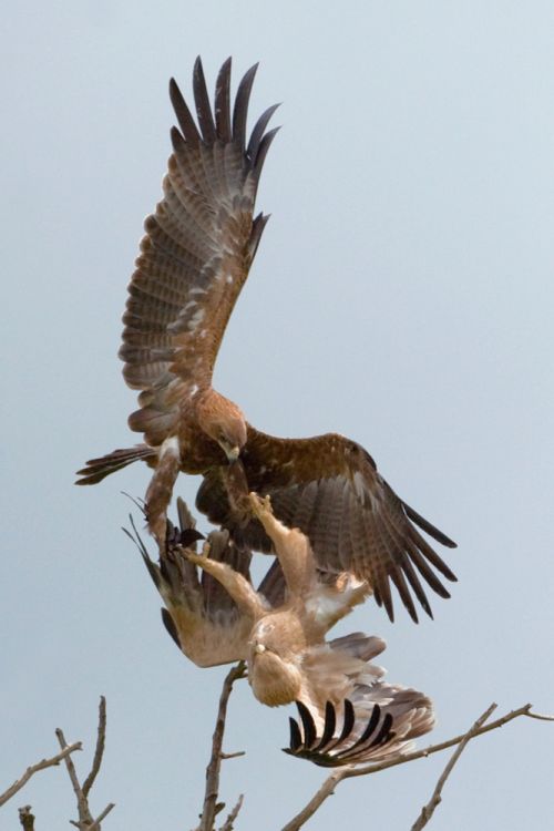 Fighting Tawny Eagle's