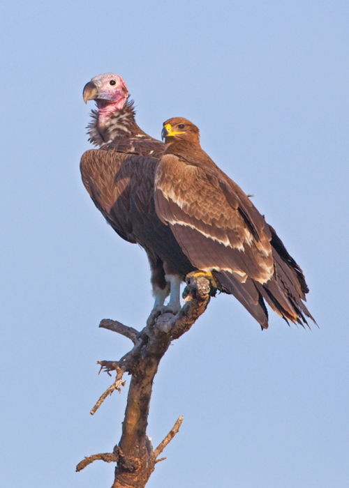 Lappet-faced Vulture & Tawny Eagle