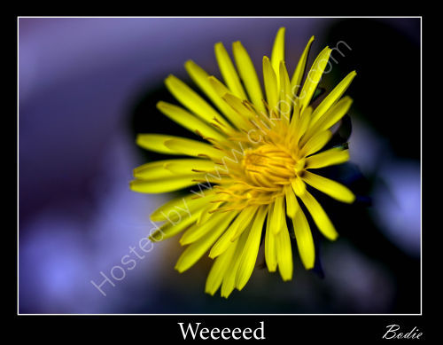 Weed