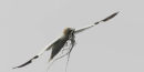 Q4Y9940 more nesting material
