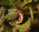 glow worm 71U0004 (3)