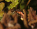 glow worm  71U0002 (4)