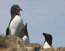 mating Razorbill 2