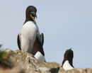 mating Razorbill