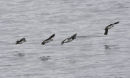 puffin and razorbill in formation Q4Y9424