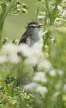 singing Sedge Warbler 2