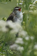 singing Sedge Warbler
