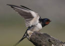 swallow  Q4Y9561 (2)