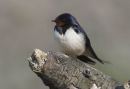 swallow  Q4Y9566