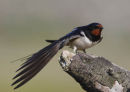 swallow stretching  Q4Y9561