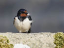 swallow