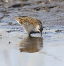 water rail 1