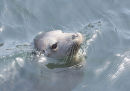 young female seal looking at visitors above