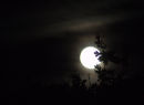 WWF's Earth Hour