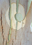 Eucalyptus