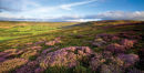 Card L5 - "Moorland Heather", N York moors