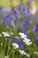 card 226 - Bluebell