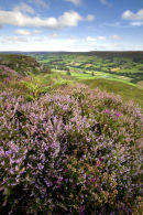 card 238 - Danby Dale