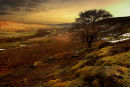 card 35 - Rosedale