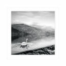 Card SQ13 - Moonlit Swan