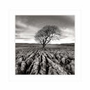Card SQ18 - Lone Tree
