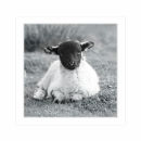 Card SQ7 - Blackface lamb