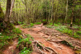 The Magical Woodland