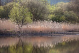 By the water's edge, Derwentwater