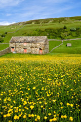 Summer Buttercups
