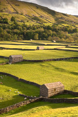 Gunnerside Gold, Swaledale