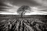 Limestone Pavement