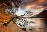 Bent Tree, Ullswater