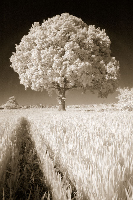 Oak tree in infra-red