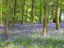 Bluebells, Amersham