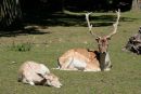 Fallow Deer