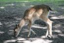 Fallow Deer Calf
